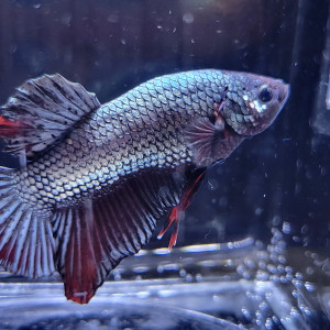 Betta plakat red copper 2