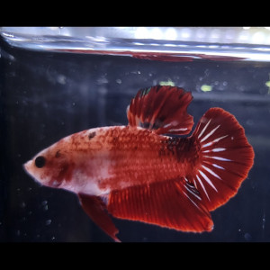 Betta plakat rouge