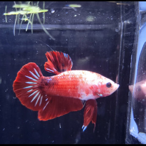 Betta plakat rouge