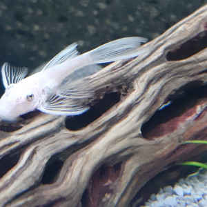 RARE L144 jeunes ancistrus Snow White longfin (à voile) , annonce en ligne = dispo