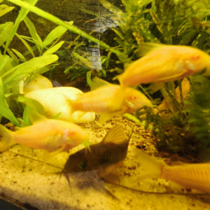 Corydoras albinos à vendre