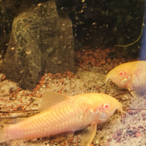 Corydoras albinos à vendre