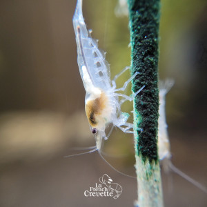 Neocaridina White Pearl