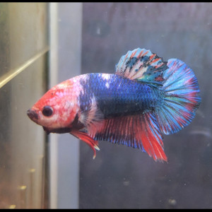 Betta mâle 6