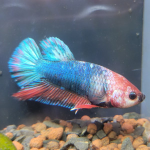 Betta mâle 6