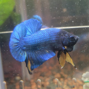 Betta plakat mustard 1