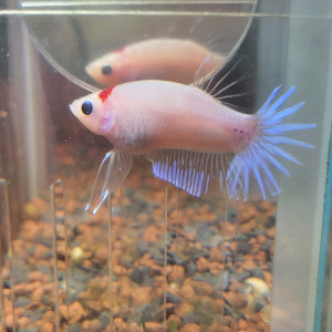 Betta plakat tango