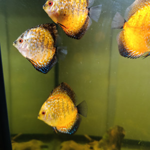 Reproduction de discus