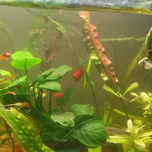 Je donne 4 platys