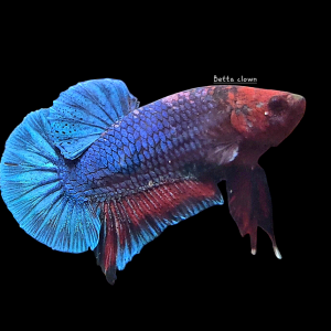 Betta plakat Marble