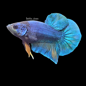 Betta plakat mustard 2