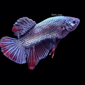 Betta plakat red copper 2