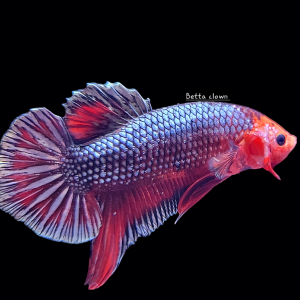 Betta plakat red copper