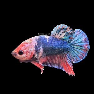 Betta mâle 6