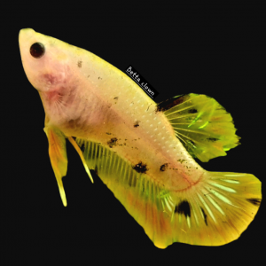 Betta plakat jaune 2 ( Abeille )