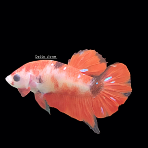 Betta plakat red koi