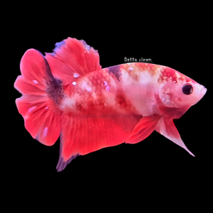 Betta plakat red koi