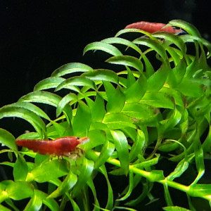 Plantes aquariums