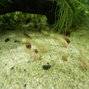 Jeunes corydoras aeneus albinos