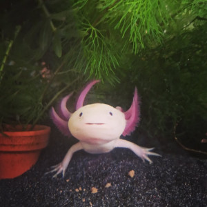 Axolotl