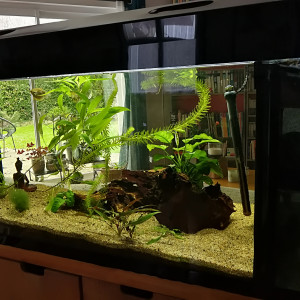 Aquarium 250 L