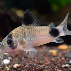 Recherche corydoras panda