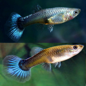 Alevins Guppy néon blue