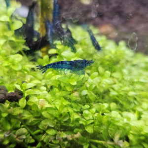 Neocaridina davidi var. blue velvet