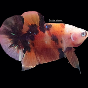 Betta plakat nemo galaxy