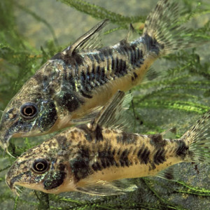 A placer Platys, kuhli et corydoras