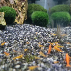 Crevettes aquarium eau douce Neocaridina orange