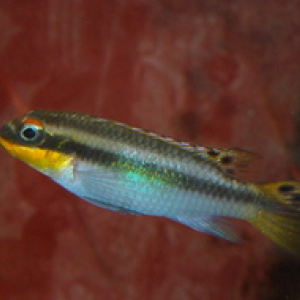 Donne femelle Pelvicachromis taen.niger.green