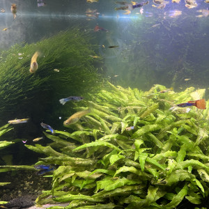 Lot : guppy, crevettes, ancistrus et plantes