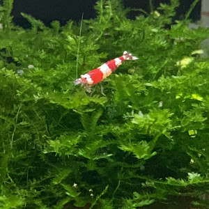 Caridina cantonensis « red Crystal - CRS »