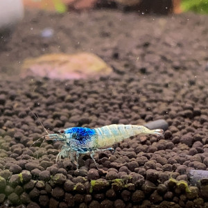 Caridina cantonensis « Taiwan bee - Blue Bolt »