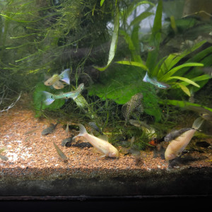 Guppys ancistrus platys