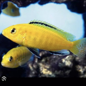 Labidochromis