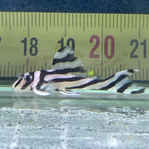 jeunes hypancistrus zebras 3cm