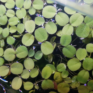 Salvinia minima