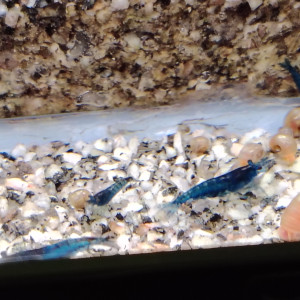 Crevette blue dream