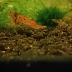 Crevettes tiger tangerine