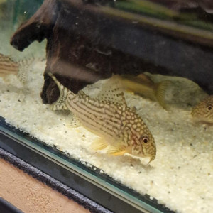 Corydoras sterbai