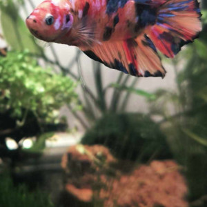 Betta Plakat Giant Koï