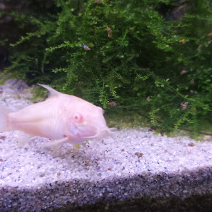 Corydoras