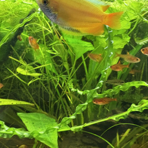 Trichogaster chuna miel Gold / Gourami mâle