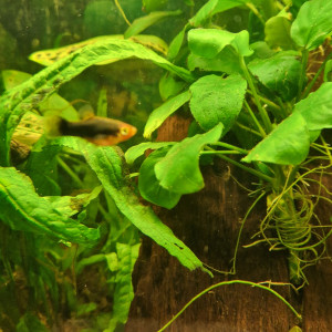 Black mollys, platys ,échange contre crevettes, planorbes