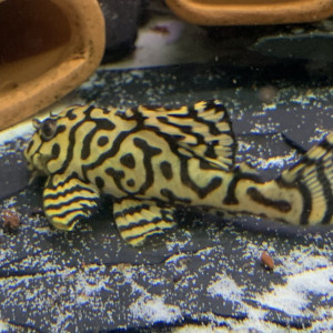 Hypancistrus L236 super yellow