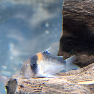 Donne coryduras pandas