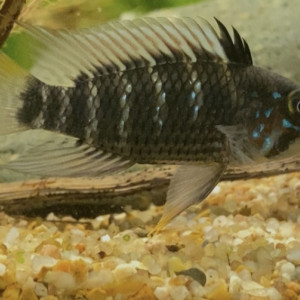 Apistogramma