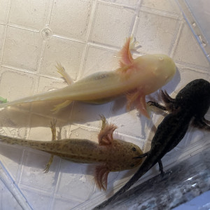 Axolotl disponible Dordogne